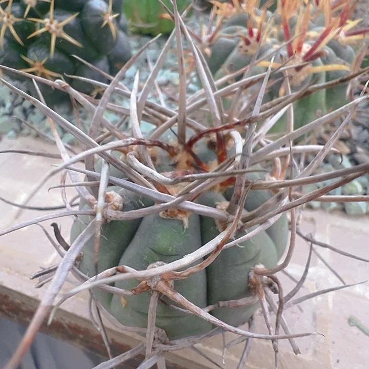 超刺光琳玉。苗接落地自根。