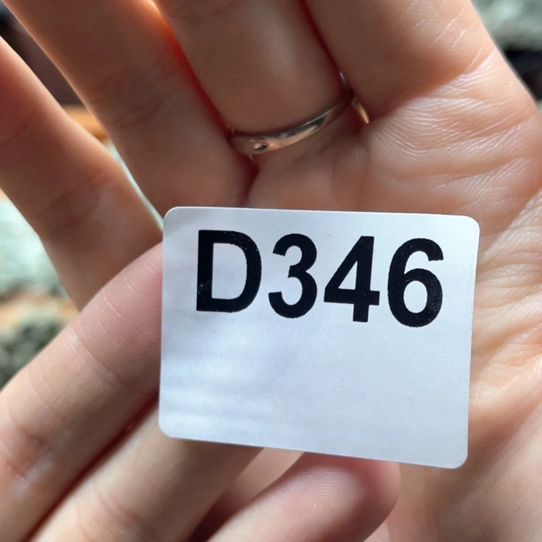 光琳推荐仙人球专拍