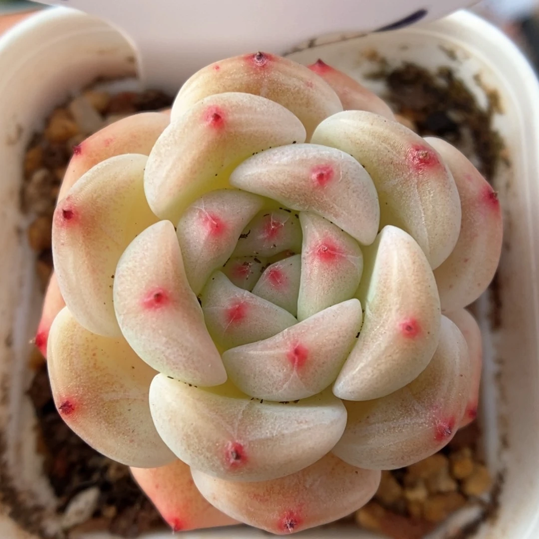 蜜糖甜心可拍978号。