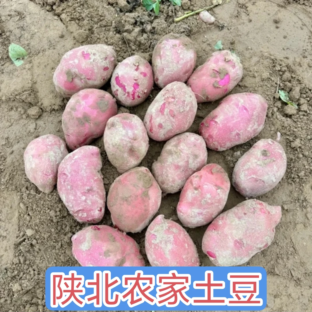 陕北老品种山地土豆 黄皮土豆  红皮土豆