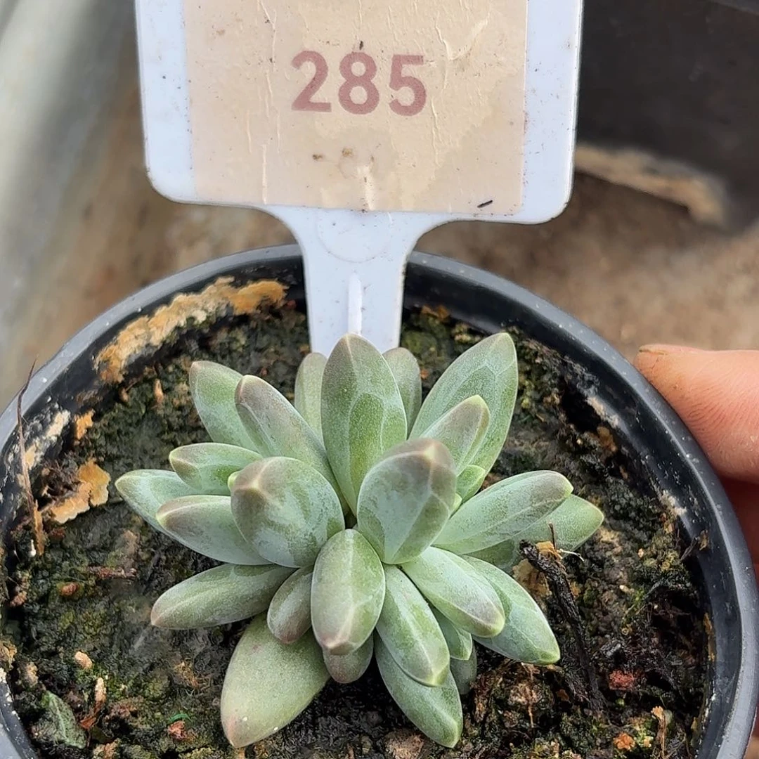 韦斯特曼1234567891011