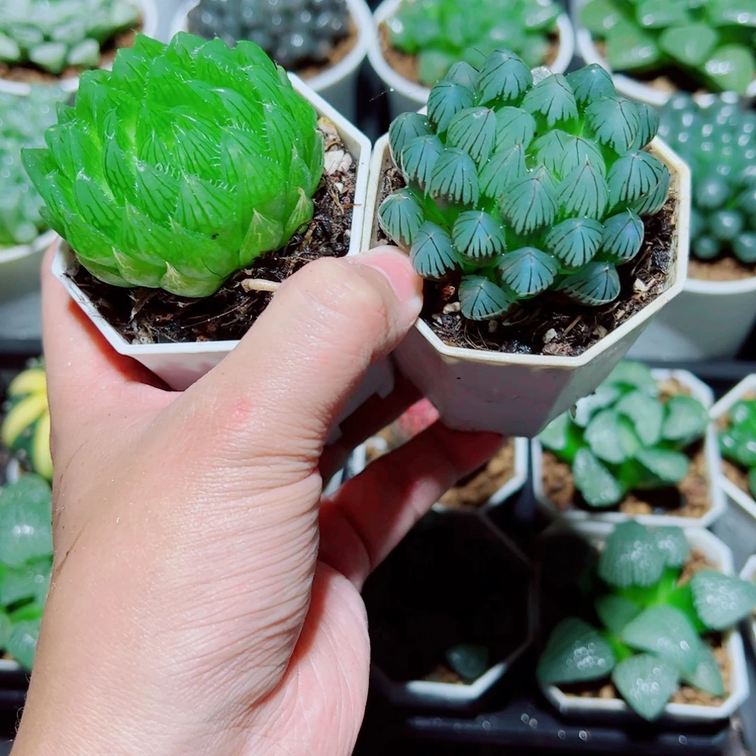 樱水晶➕黑姬玉露多肉