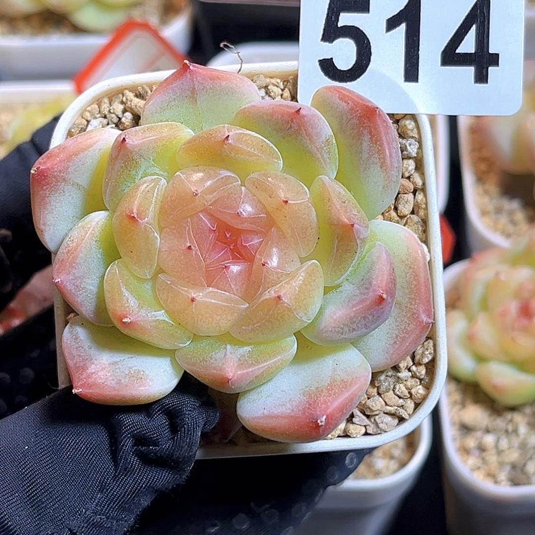 旋****514一物一拍 甜心877