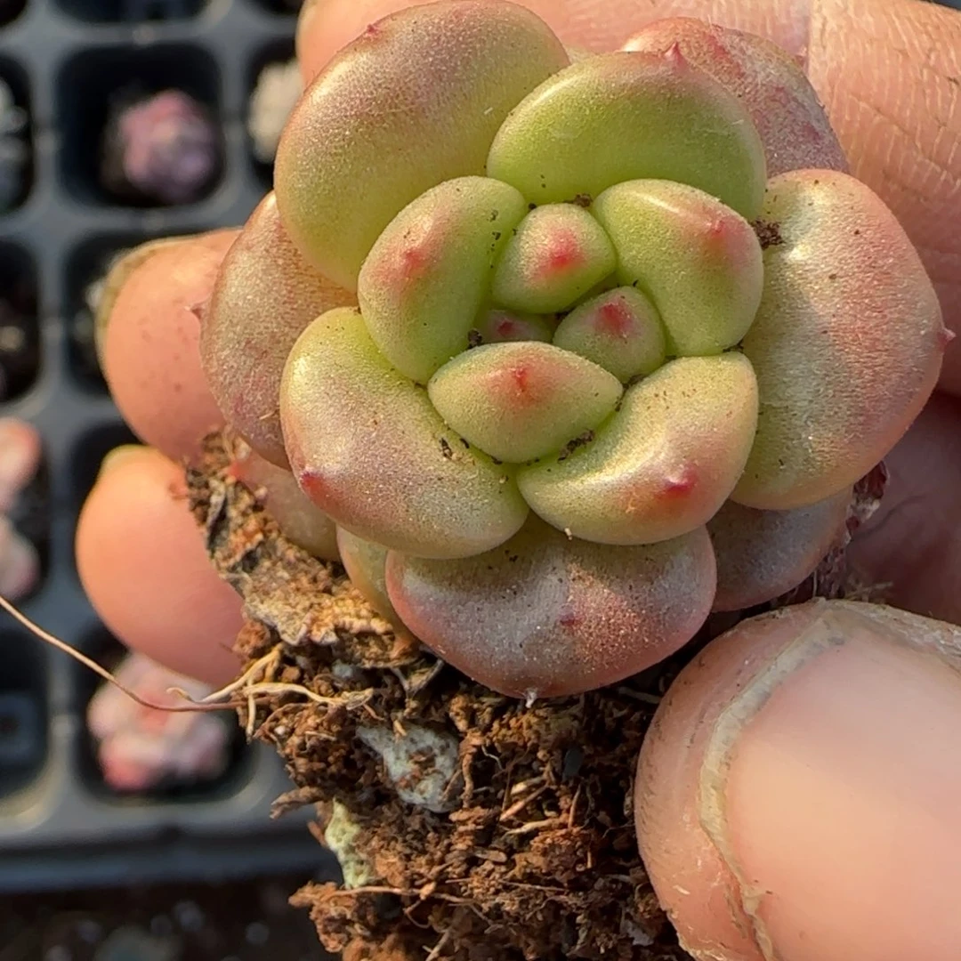 多肉小卡拉米糖心一物一拍