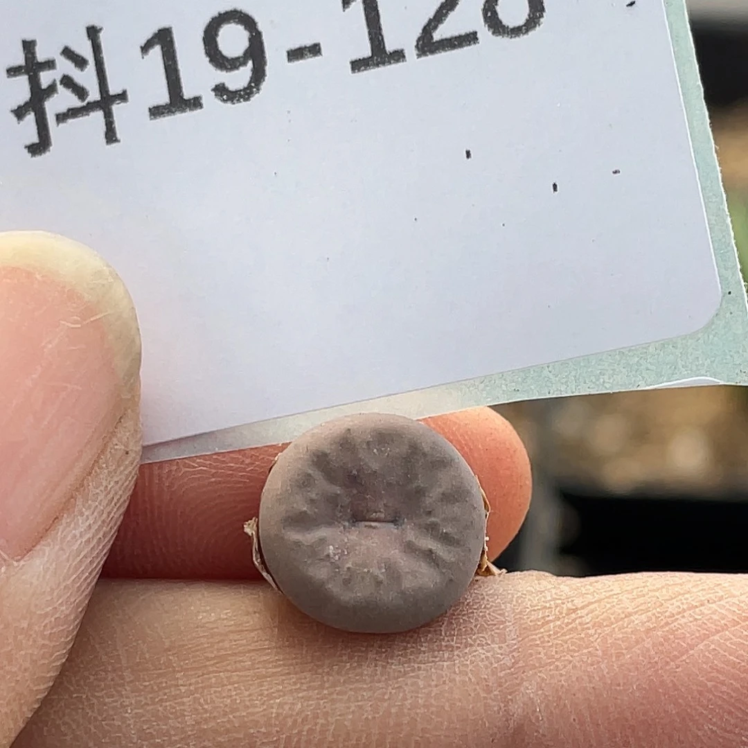 19-128奶油嘴多肉植物