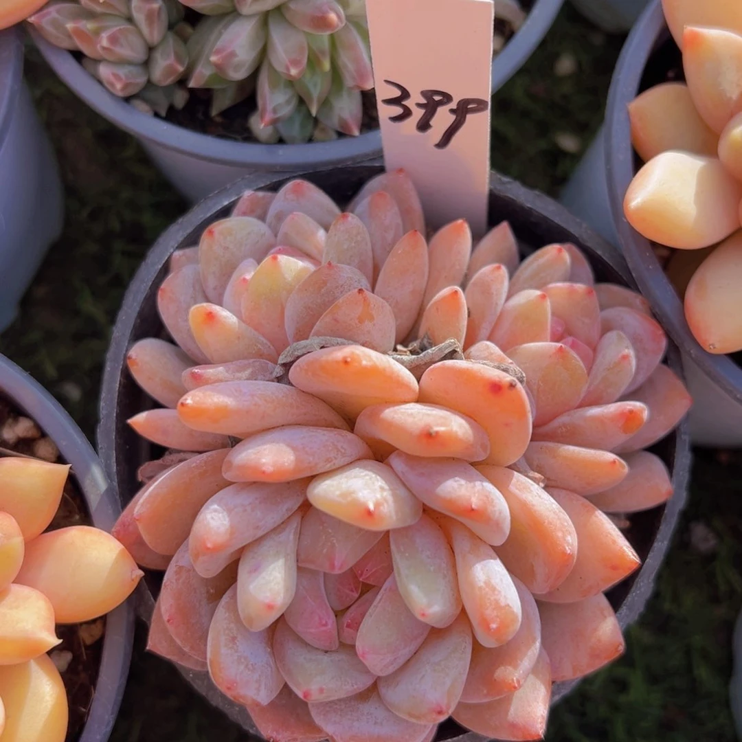 香玉的故事是一个人