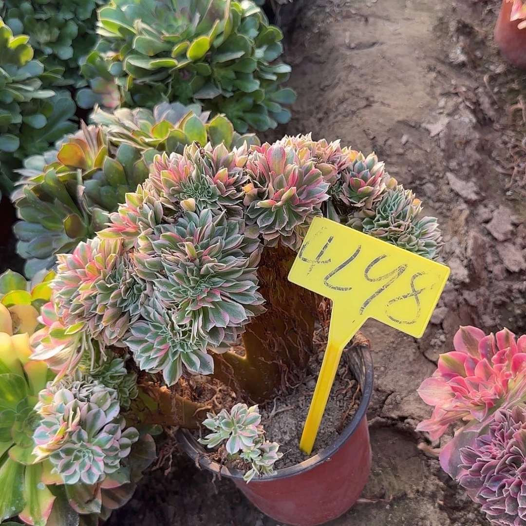 4298---女巫缀化老桩