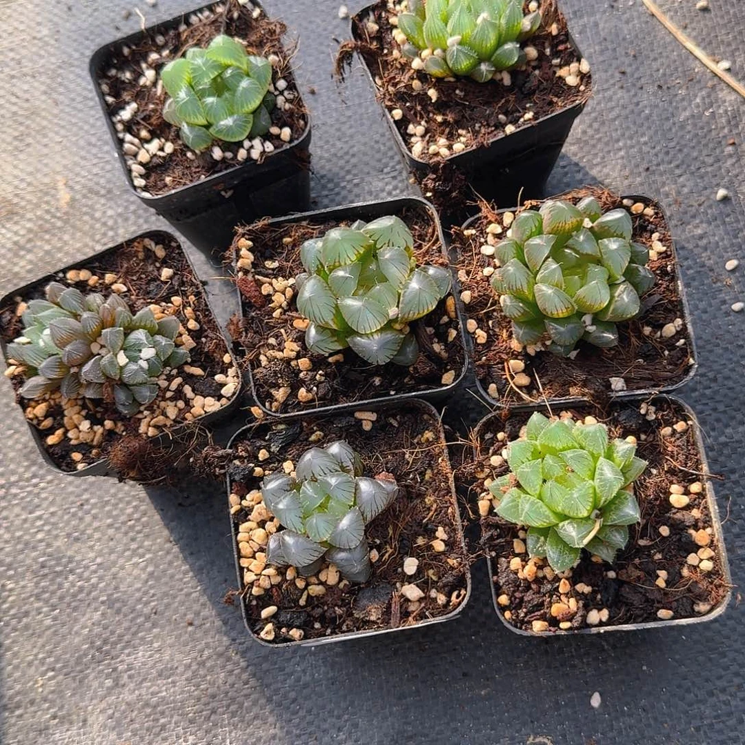 直播福利一物一拍232