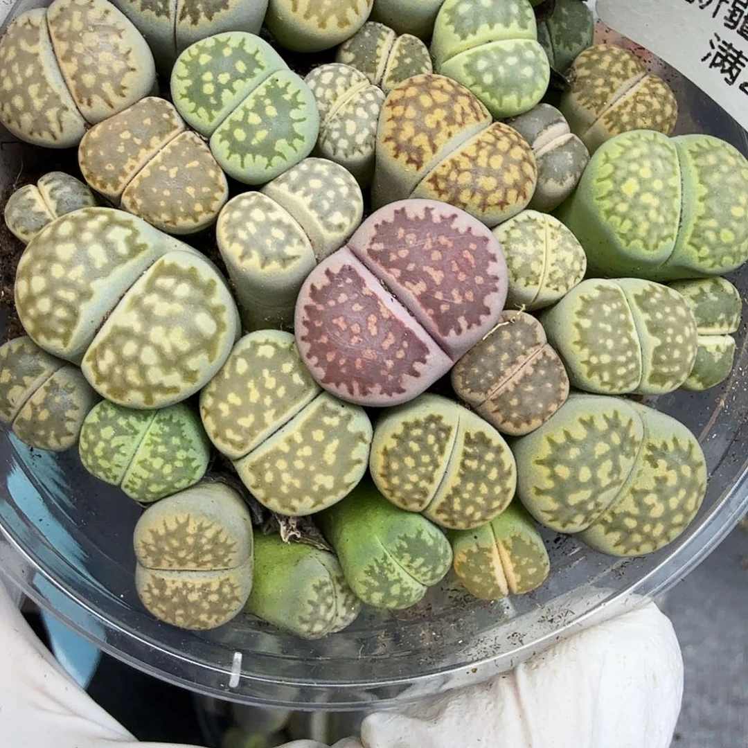 你也快回来吃饭205哈哈