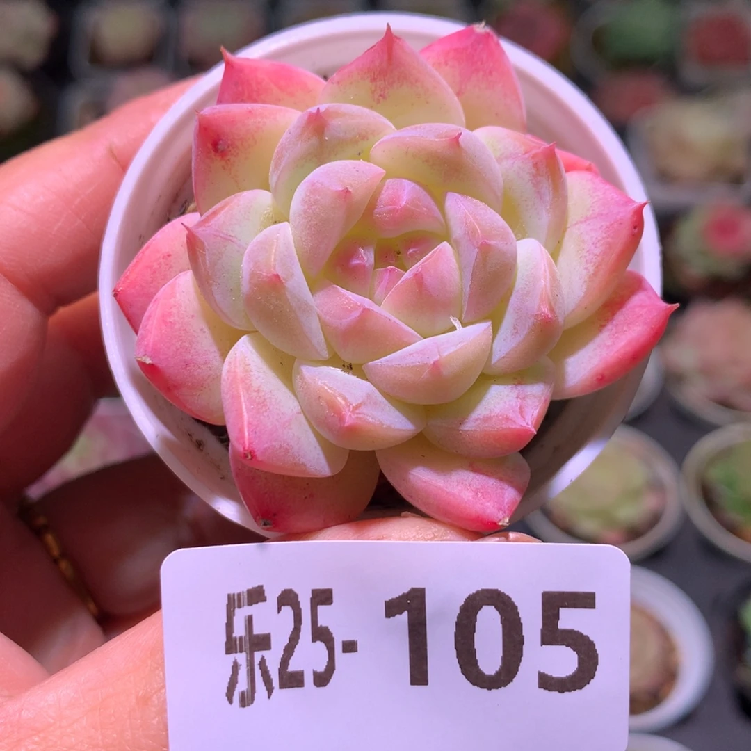 乐然25-105 白桃汽水