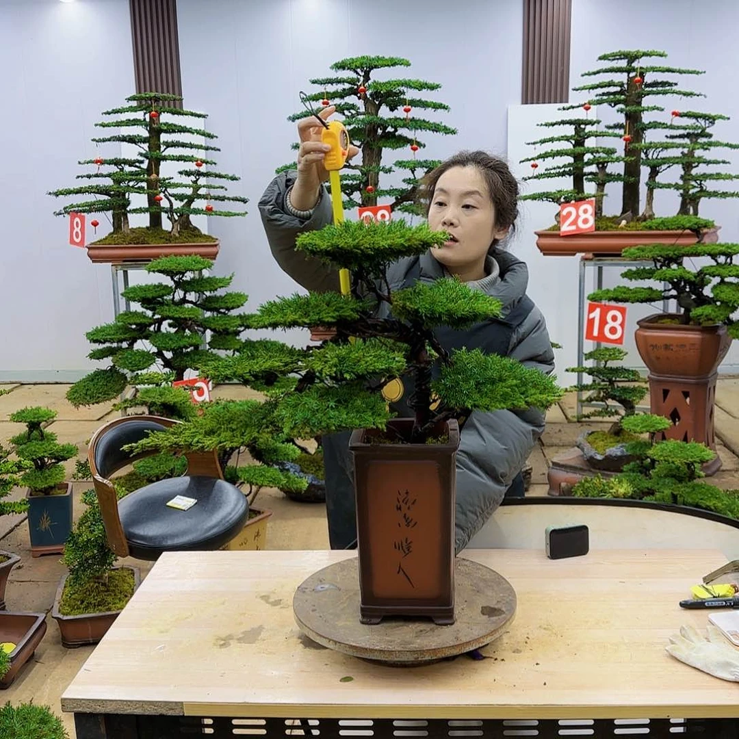 盆景直播间一物一拍