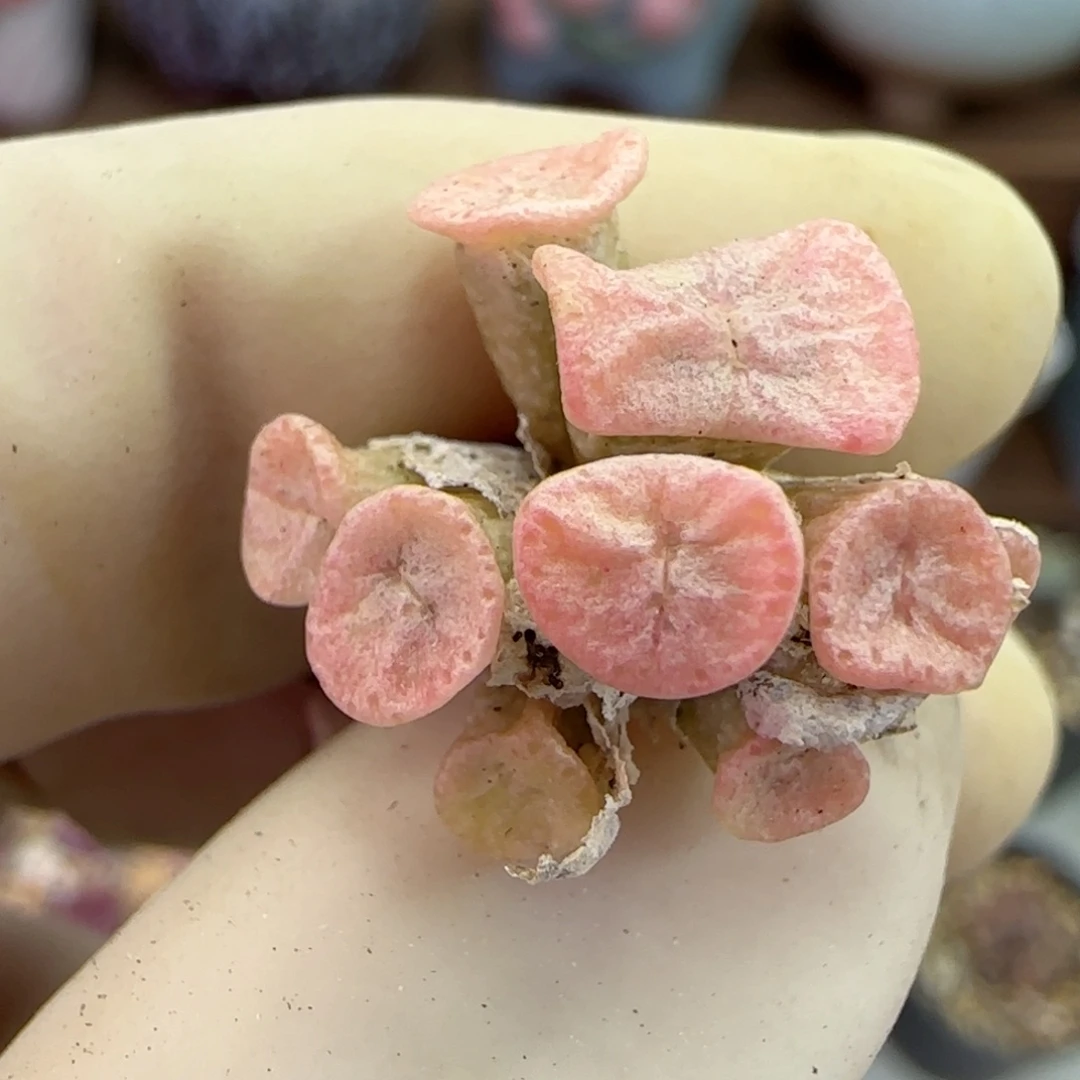 236伊尔马猪鼻子