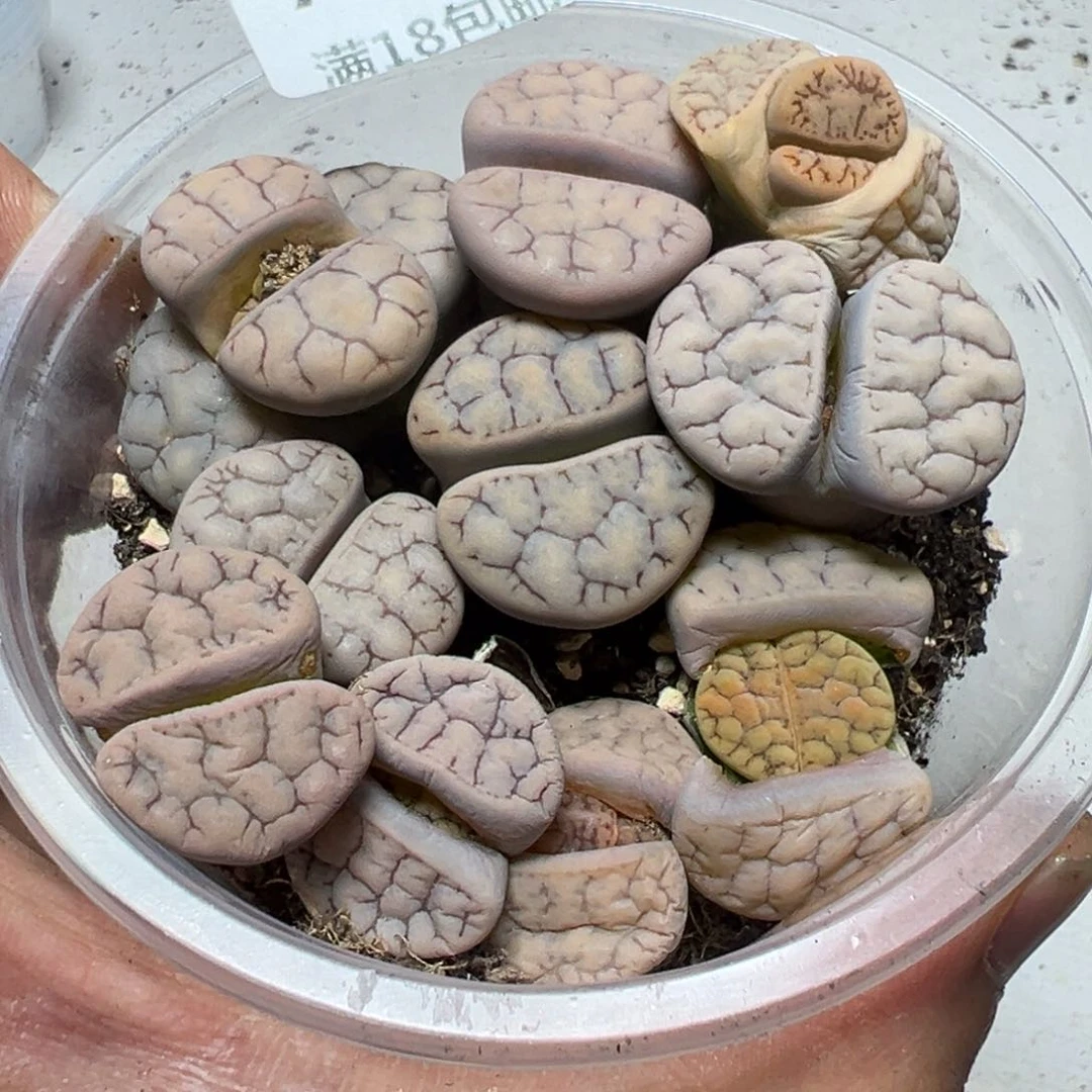 【闪购商品】 774。