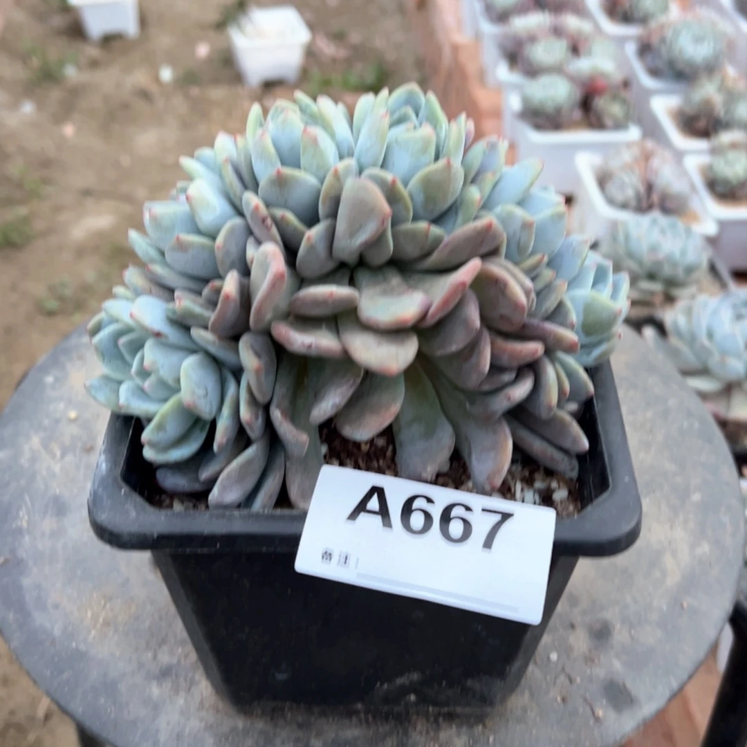 品*667 多肉多肉多肉多肉多肉