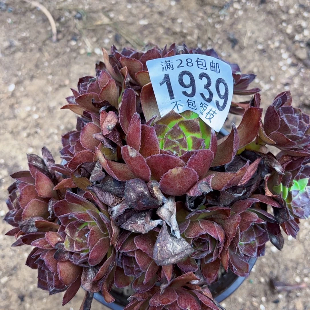 黑美人多肉植物法师1939