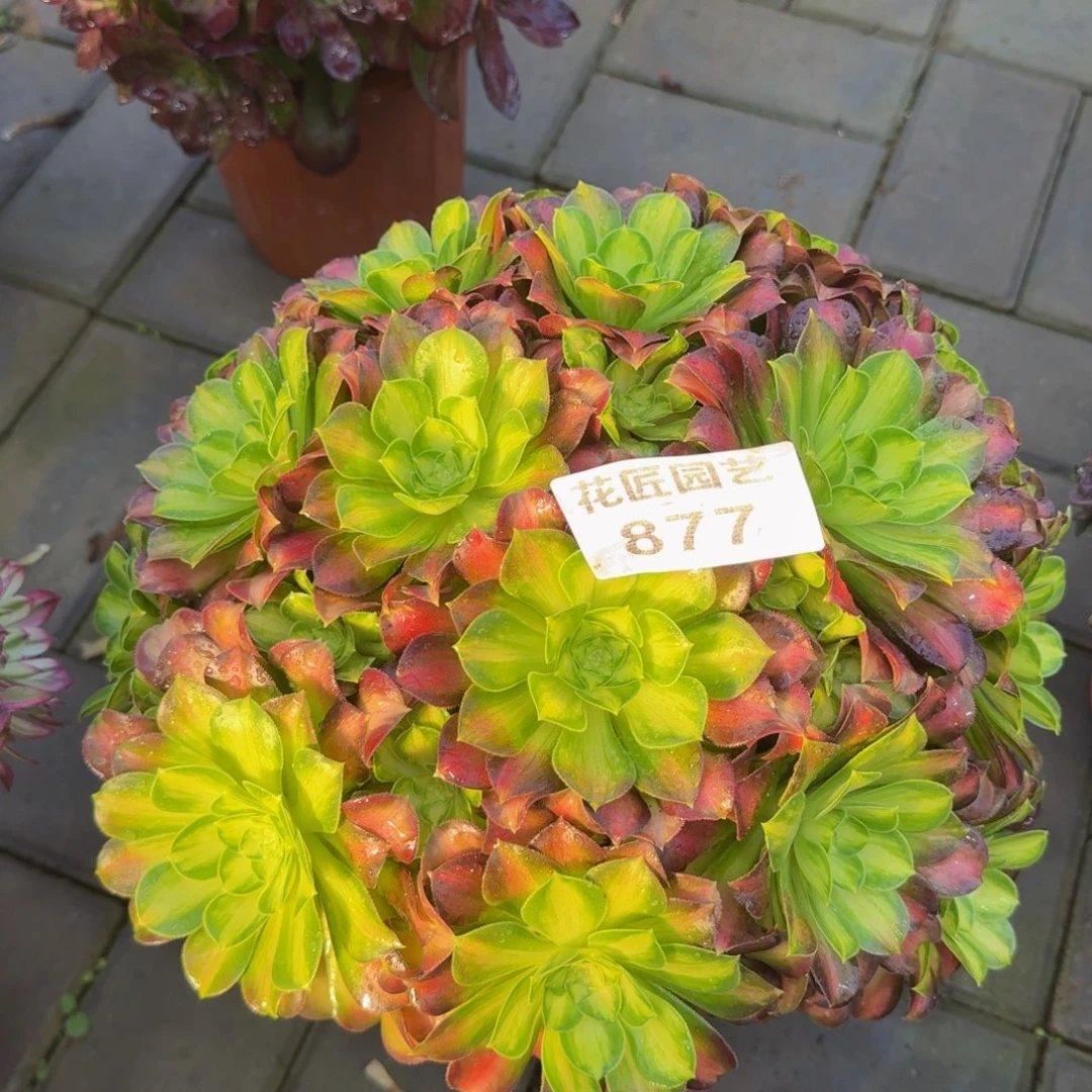 快****天多肉植物877韶华