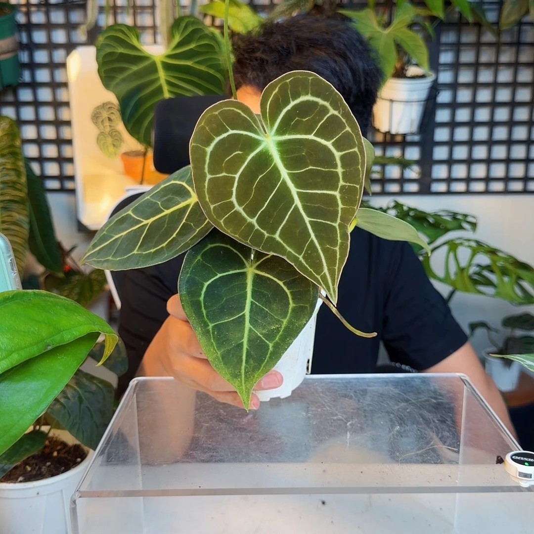 完全开放O116克莱恩花烛