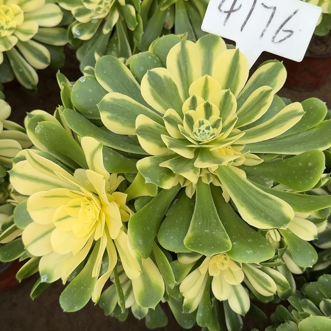 4176新尼亚多肉法师多肉