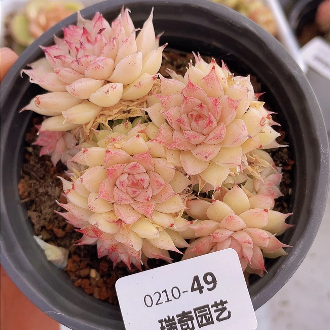 000000000000049量拍