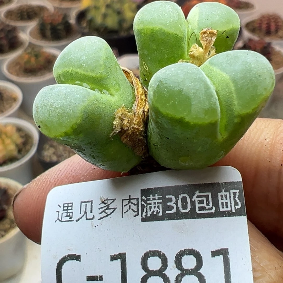 多肉植物1111111111