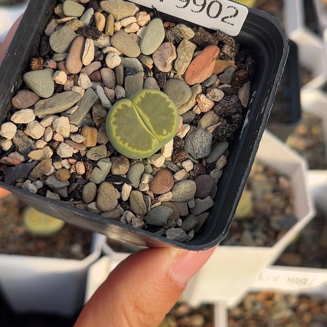 一物一拍绿菊9902