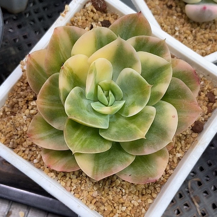 星娜塔花脸锦多肉