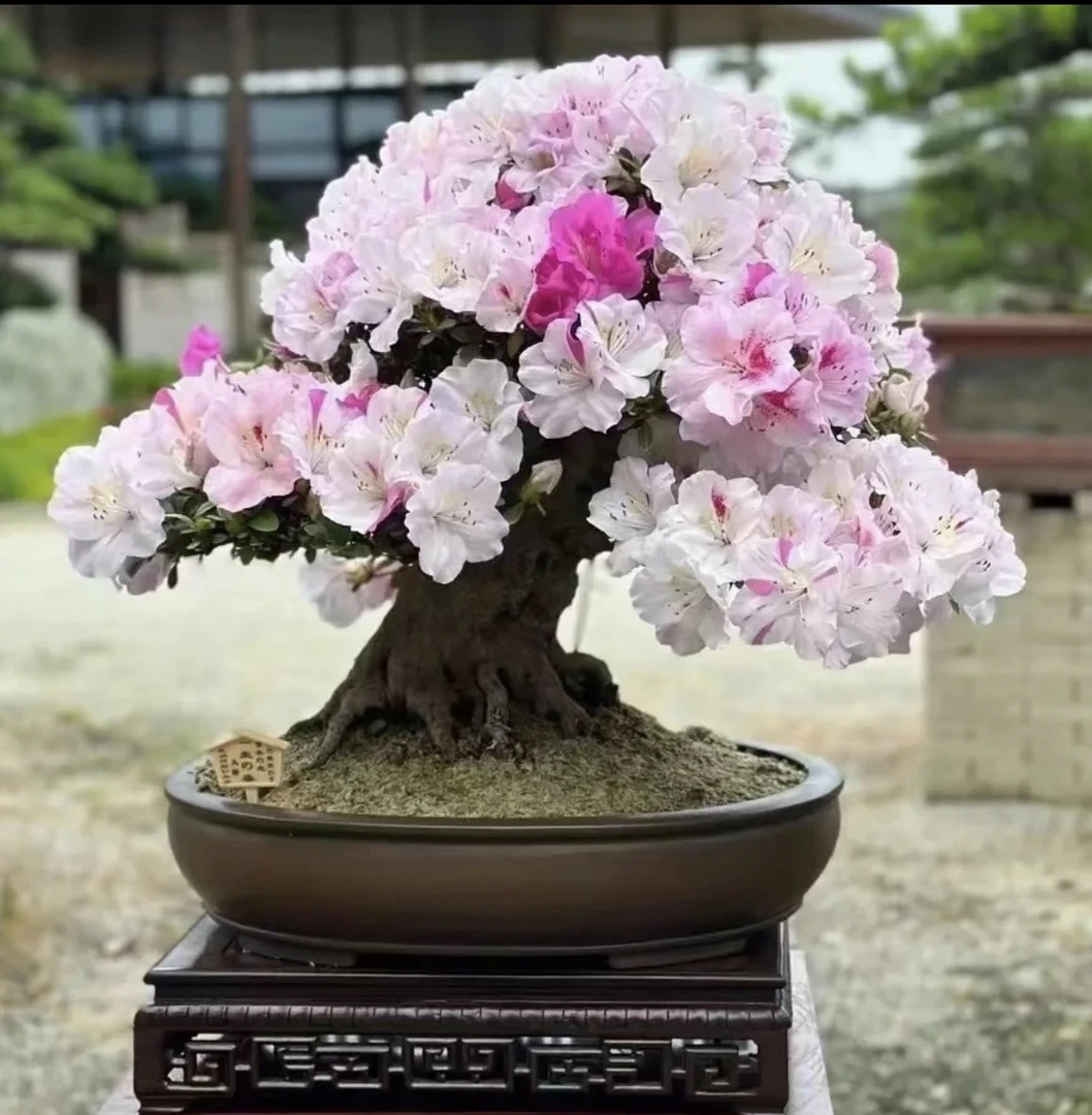 多款多色杜鹃老桩，精品盆景地栽，适合庭院别墅花卉绿植