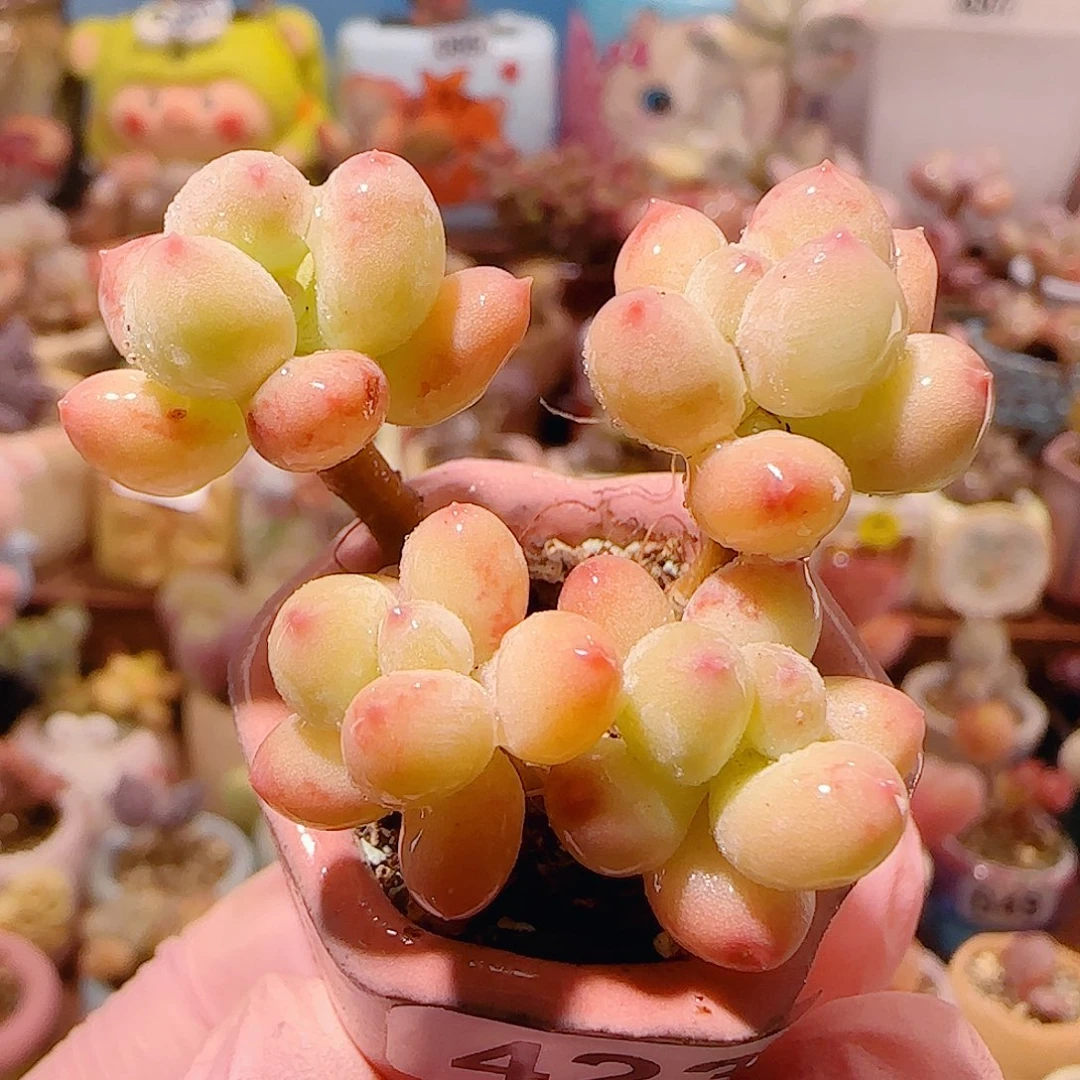 T仙女彩虹奶盆口2.5cm