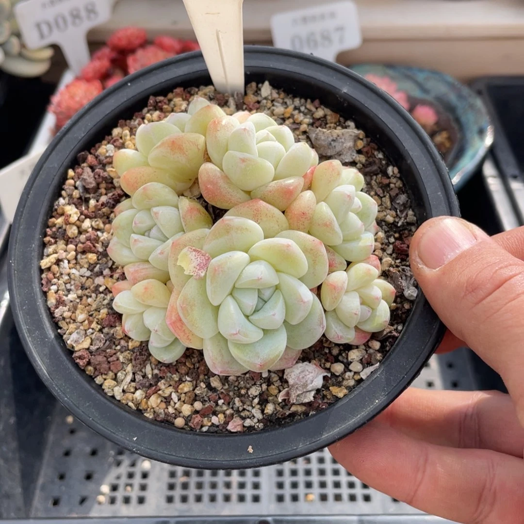 ?****o0006冰玉不带盆9厘米