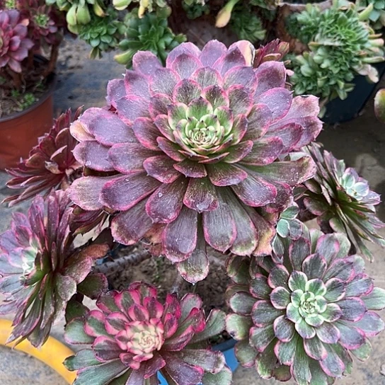 红覆轮法师锦120号