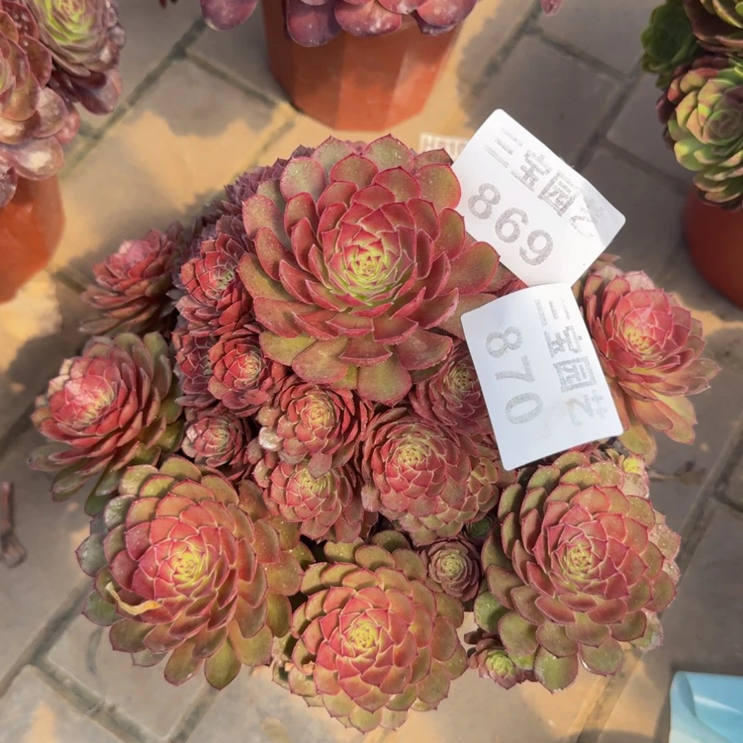 用****8多肉植物869870红魔寄养