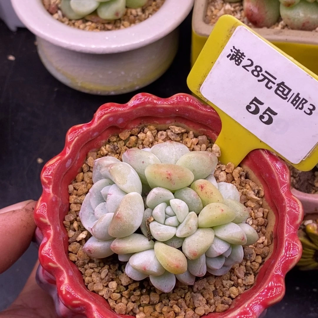 z***z355冰玉手捧多肉……