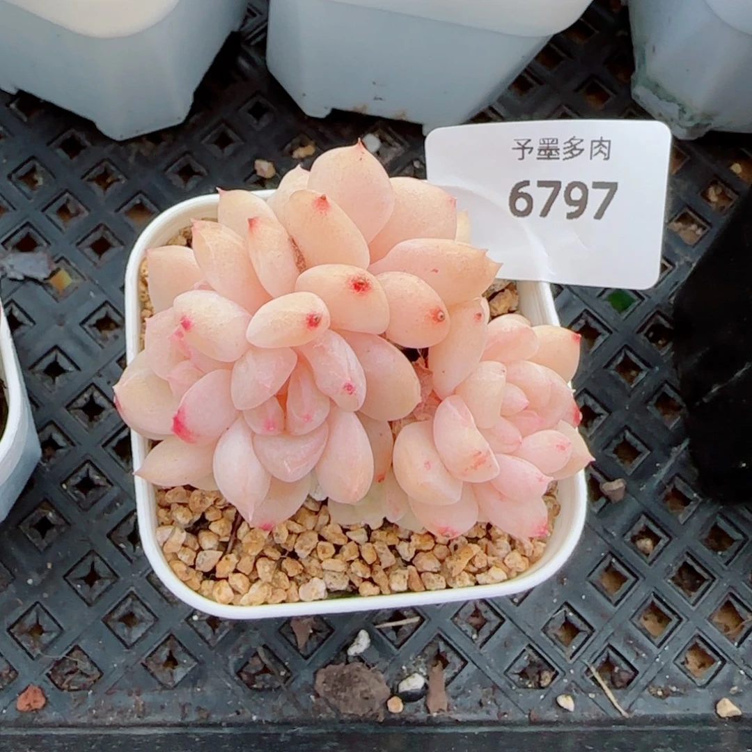 雪糕，6797多肉植物
