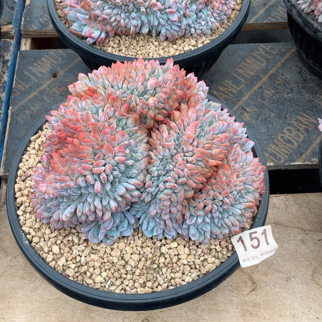 151橙子缀化多肉植物