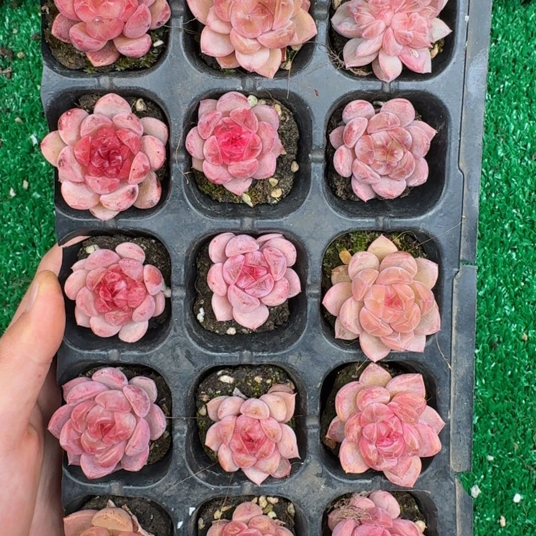 多肉一物一拍12-152