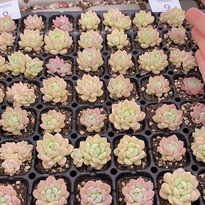 9 多肉植物盆栽花卉植物