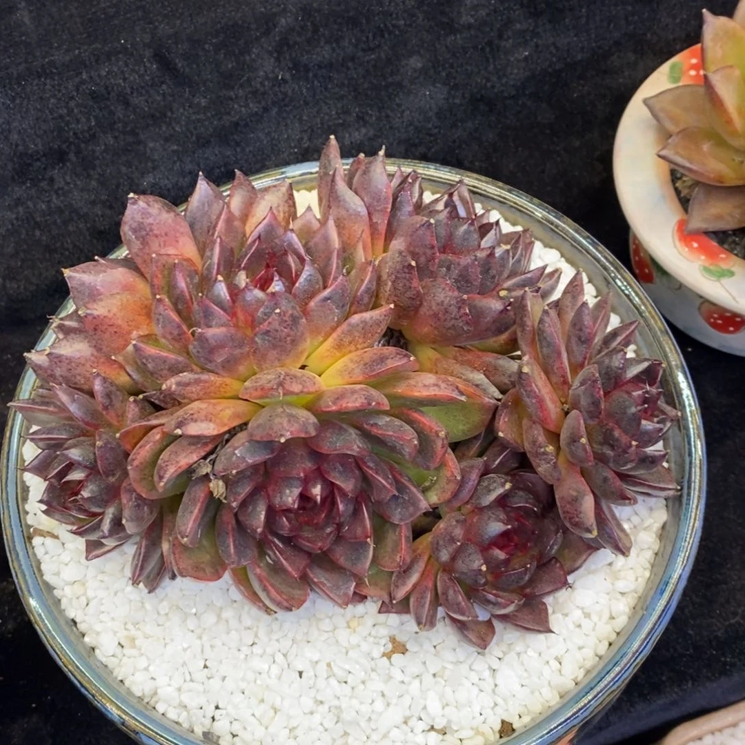 _****_血皇后多肉植物盆栽