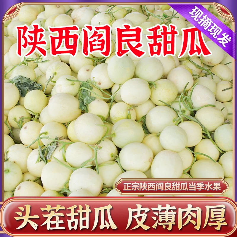 【陕西阎良甜瓜】当季小香瓜小甜瓜当季新鲜水果软糯香甜现摘现发