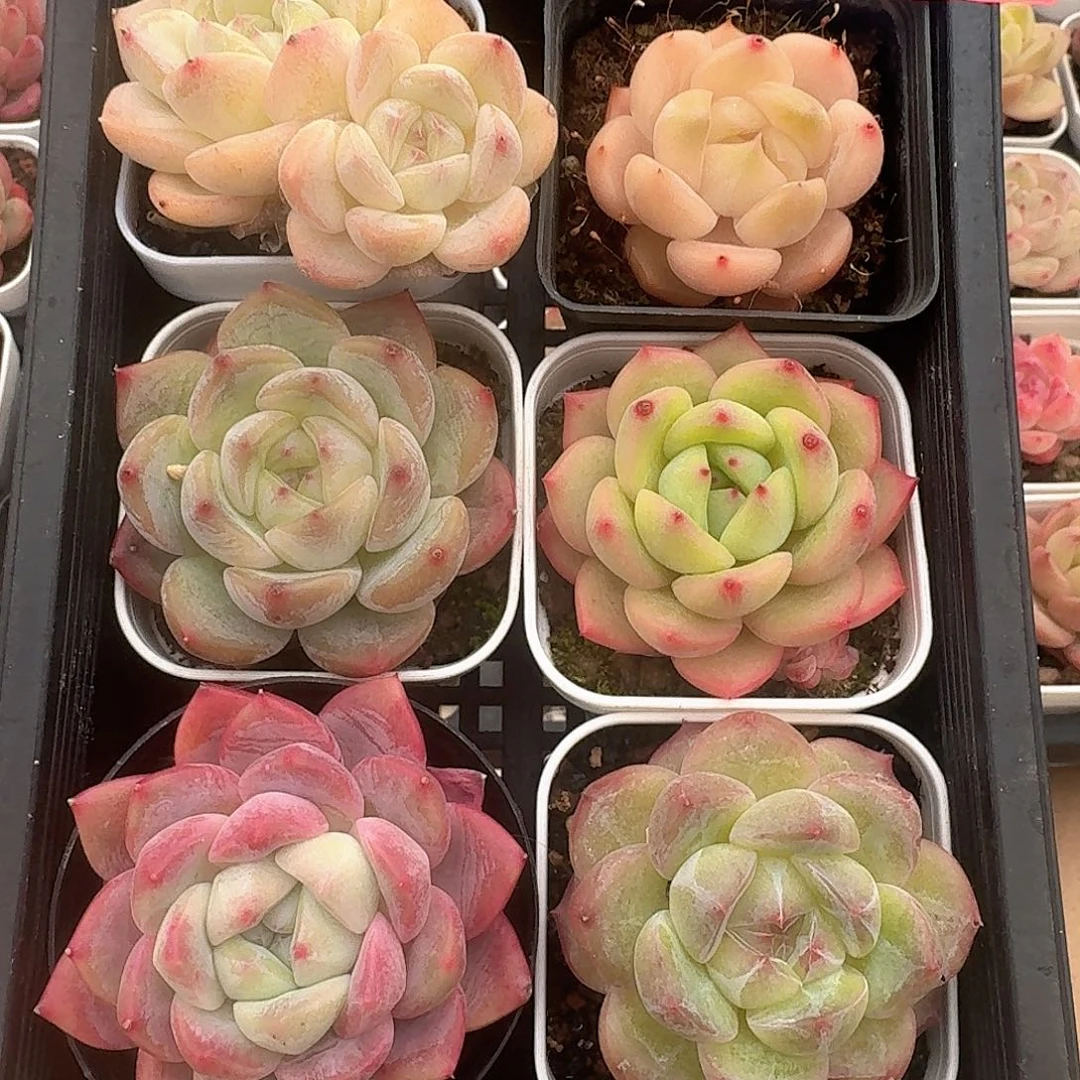 02糖心珍妮一物一拍