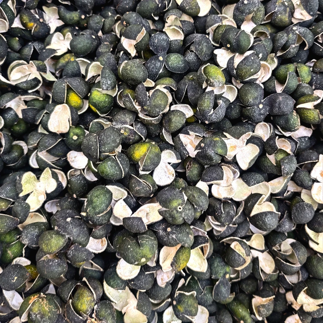 【梅江三花青】2023年产区产区圈枝三花青 新会青皮