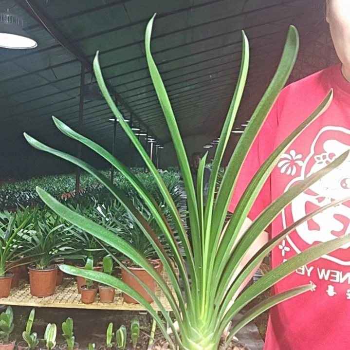 天****无花朵天天     55