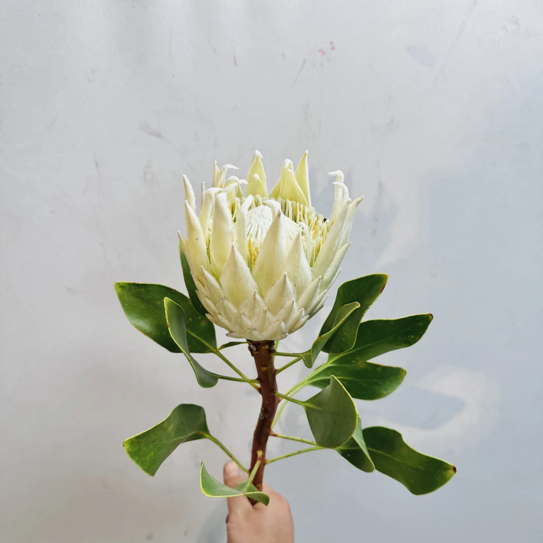 【白帝王】南非进口鲜花鲜切花白帝王鲜花花材顺丰