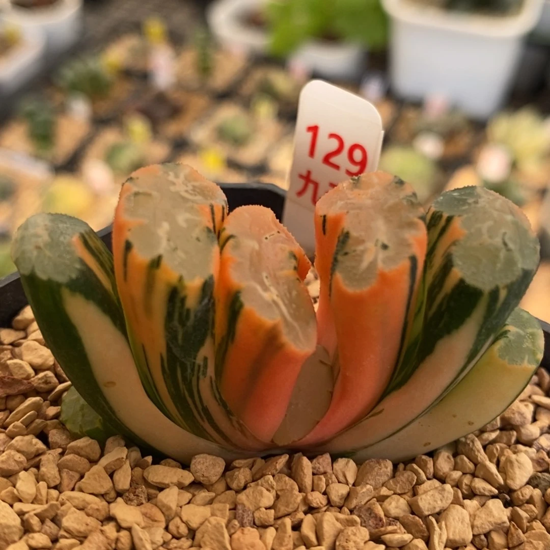 129号北斋玉扇锦多肉