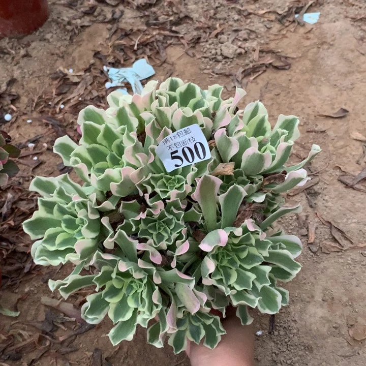 500雨花石绣球东棚