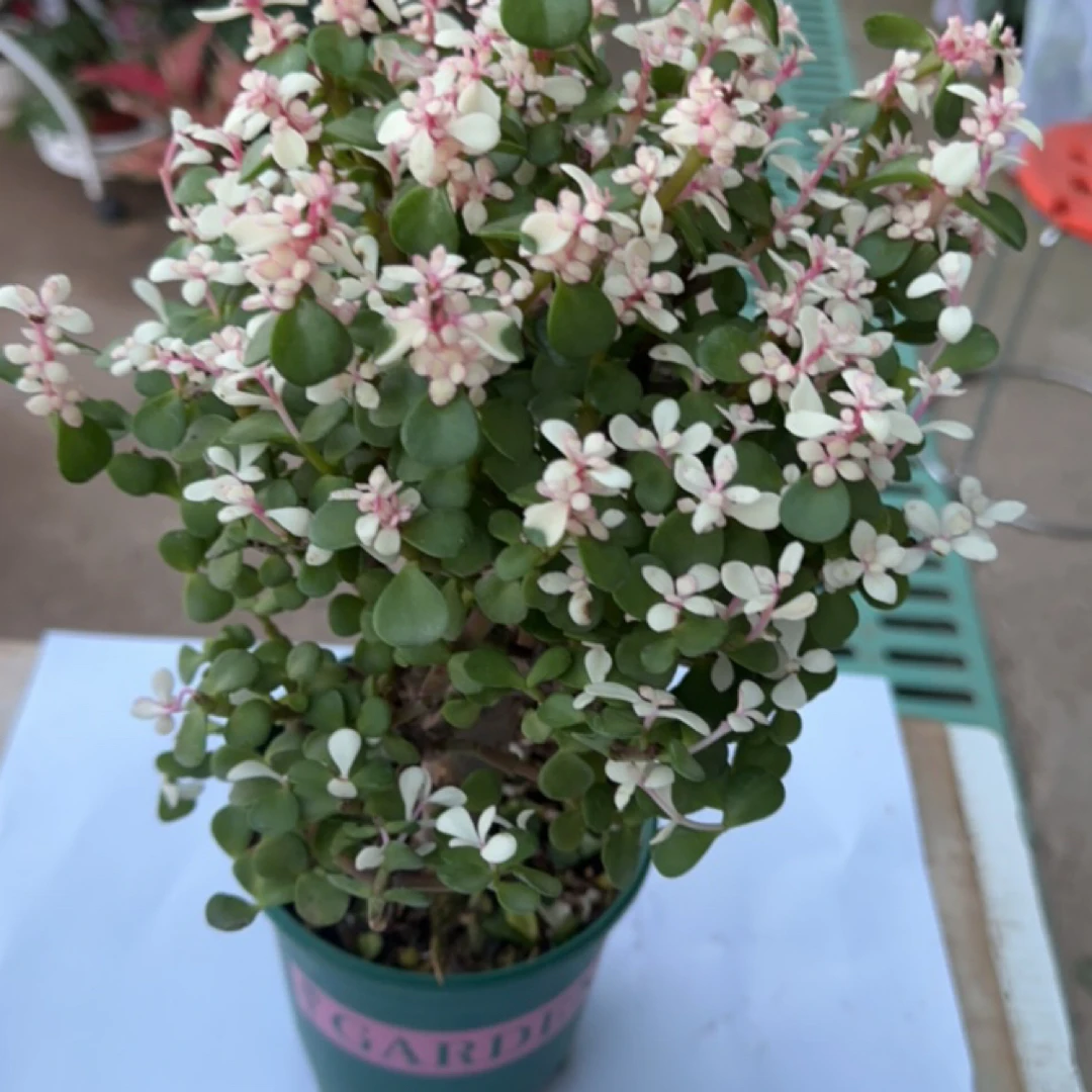 ［新疆包邮］棒棒糖金枝玉叶室内绿植盆栽客厅阳台盆景花卉老桩