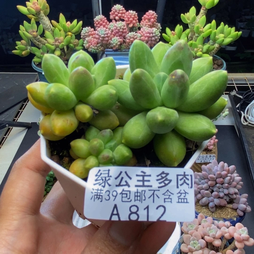 812香蕉树多肉7c m