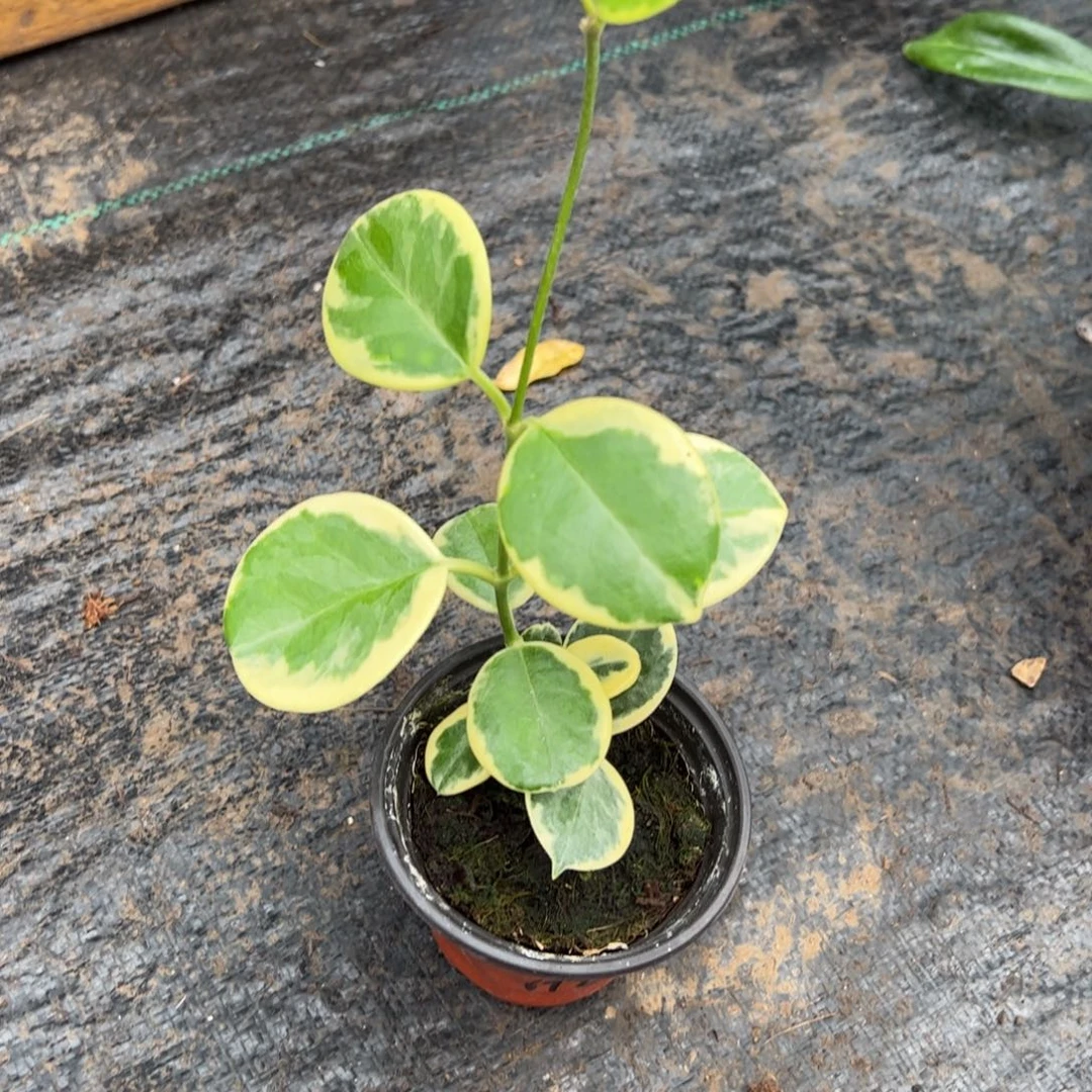 -***o无花朵南方外锦球兰