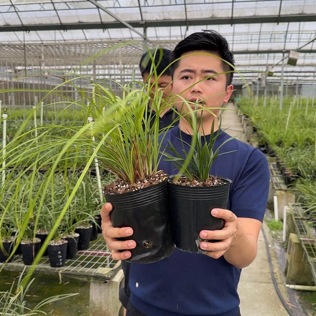 当前无花栽培后可以开花莲瓣兰馨海蝶整盆➕翠盖六苗及以上