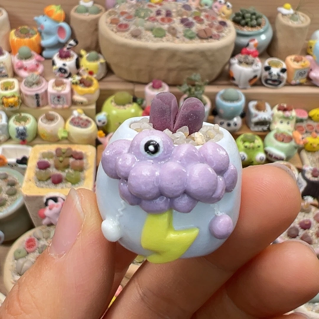 多肉植物73号拇指盆