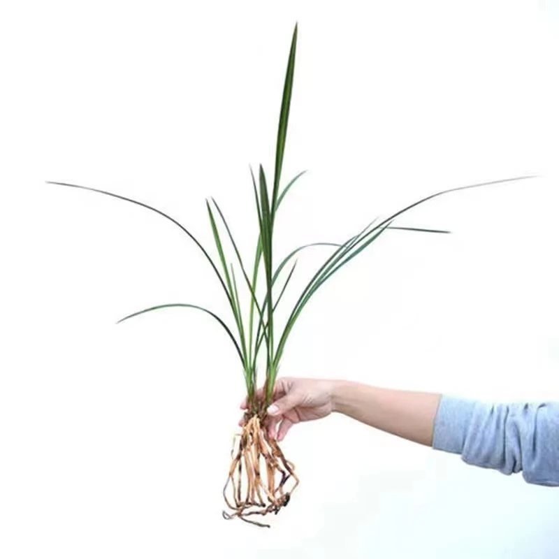 精选名品兰花苗（直播一棵一选，一棵一价，非标准定价）